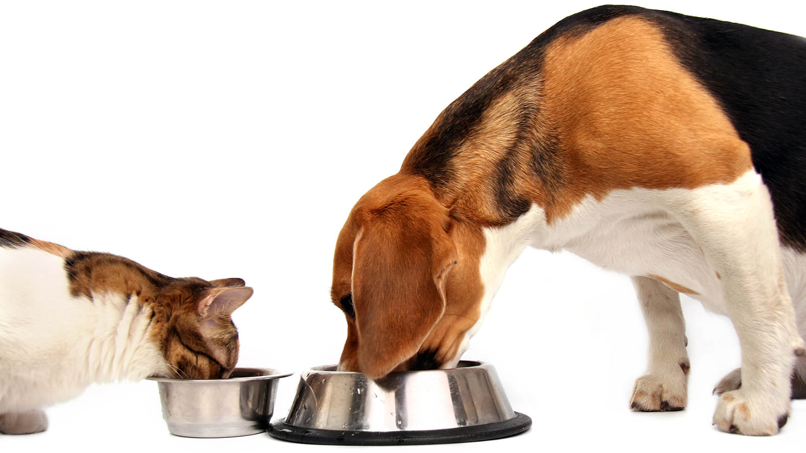 Best Food Choices for Dogs and Cats