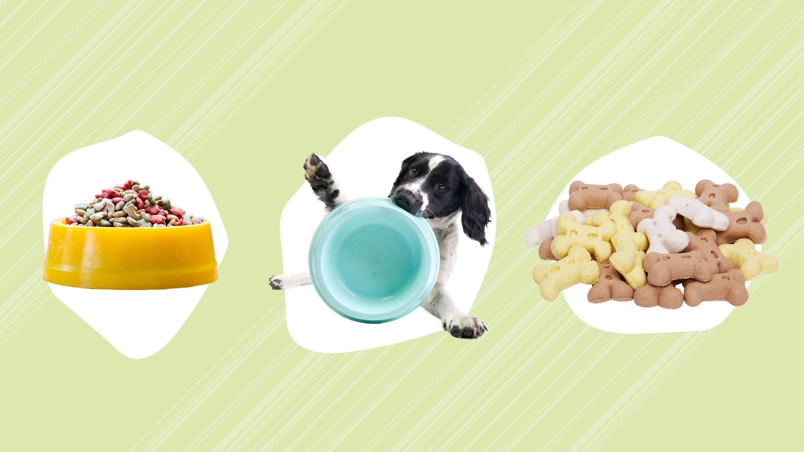 Foods Choices for Your Furry Friend