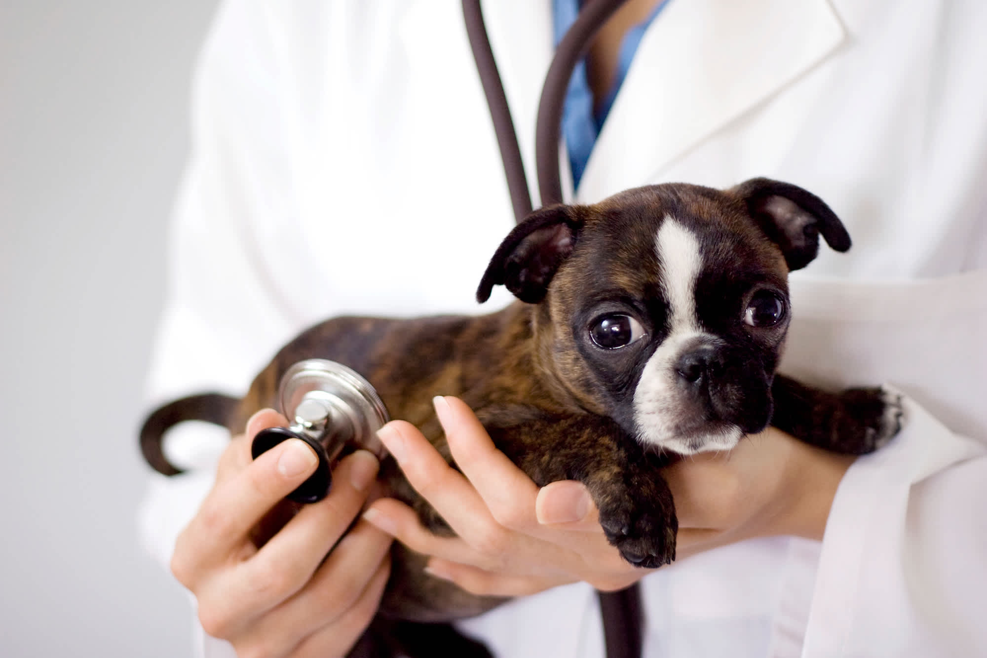 Is it Worth it to Have Pet Health Insurance?