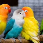 Top Friendly Pet Bird Species