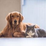 Wondering What Should You Give Your Furry Friend to Eat? This Blog Post May Be of Help to You