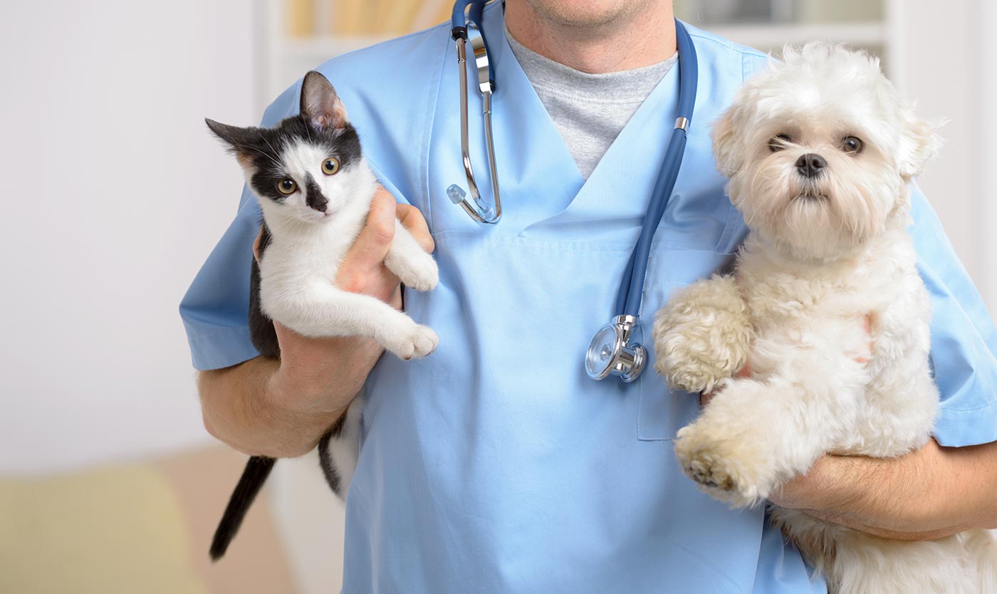 Consider These Things before You Finalize Anything for your Pet Health Insurance