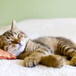 How Much Do Cats Sleep? Everything You Need to Know about Cat’s Behavior