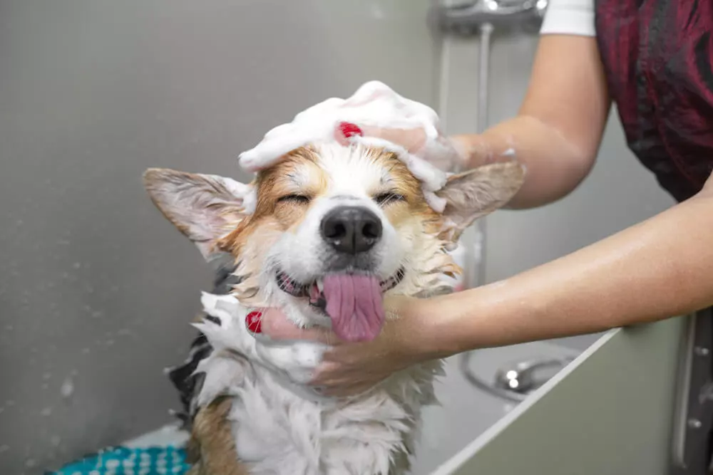 dog-showering-with-shampoo
