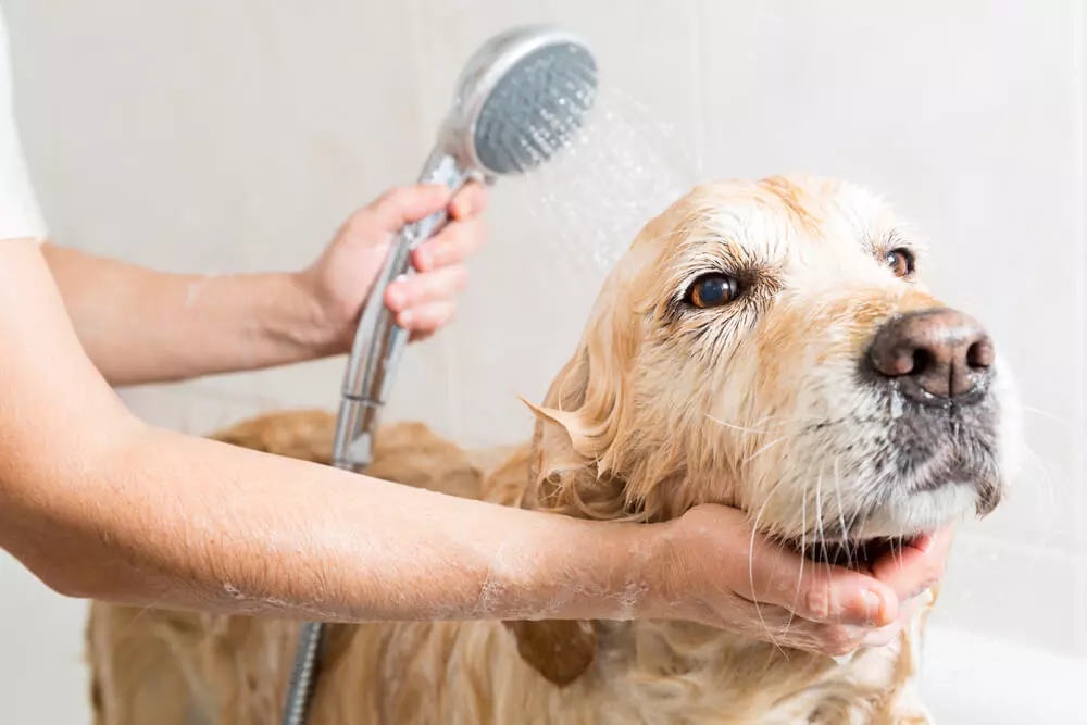 dog-taking-shower