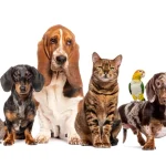 Low Maintenance Pets