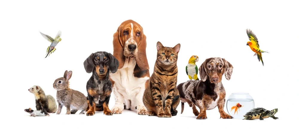 Low Maintenance Pets