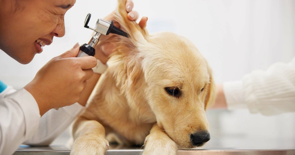 Dog Ear Cleaning
