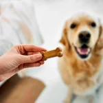 Healthy Dog Treats That Show You Care Healthy Dog Treats