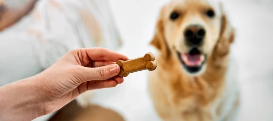 Healthy Dog Treats That Show You Care
