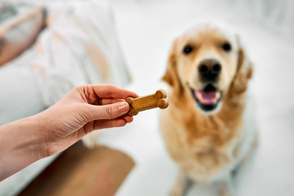 Healthy Dog Treats