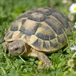 Hermann's Tortoise Lifespan: How Long Do They Really Live? Hermann's Tortoise Lifespan
