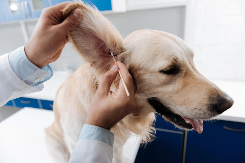 dog ear cleaning kit