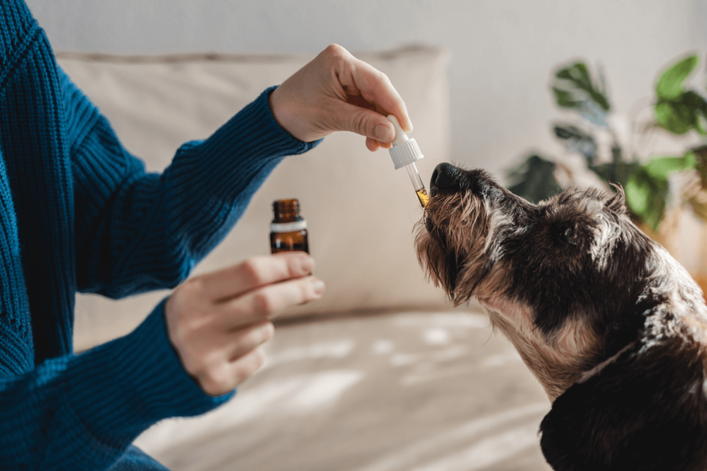 CBD for Dogs and Cats