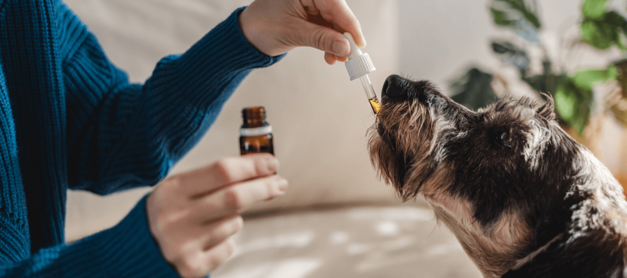 Is It Safe to Use CBD for Dogs and Cats Under UK Law?