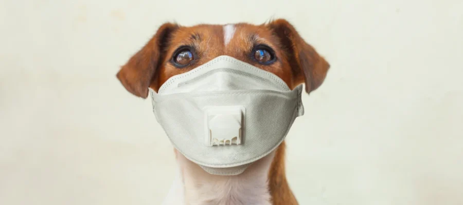 Is Your Dog Sick? Recognizing & Treating Dog Cold Symptoms