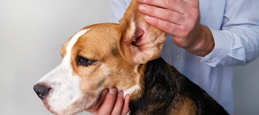 Dog Ear Infection