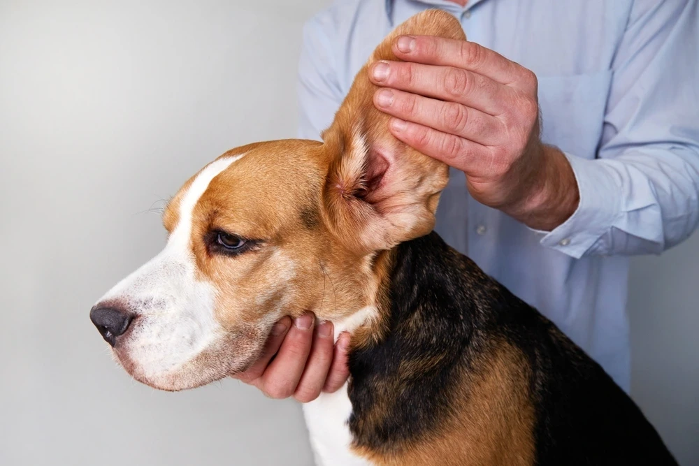 Dog Ear Infection Dog Ear Infection