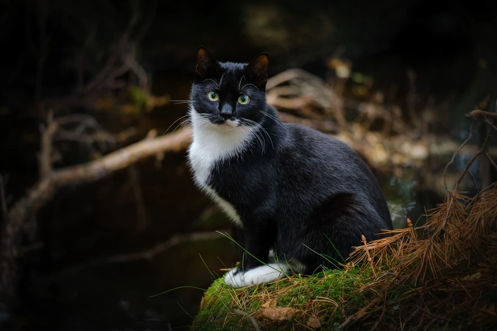 Fluffy Tuxedo Cat Personality