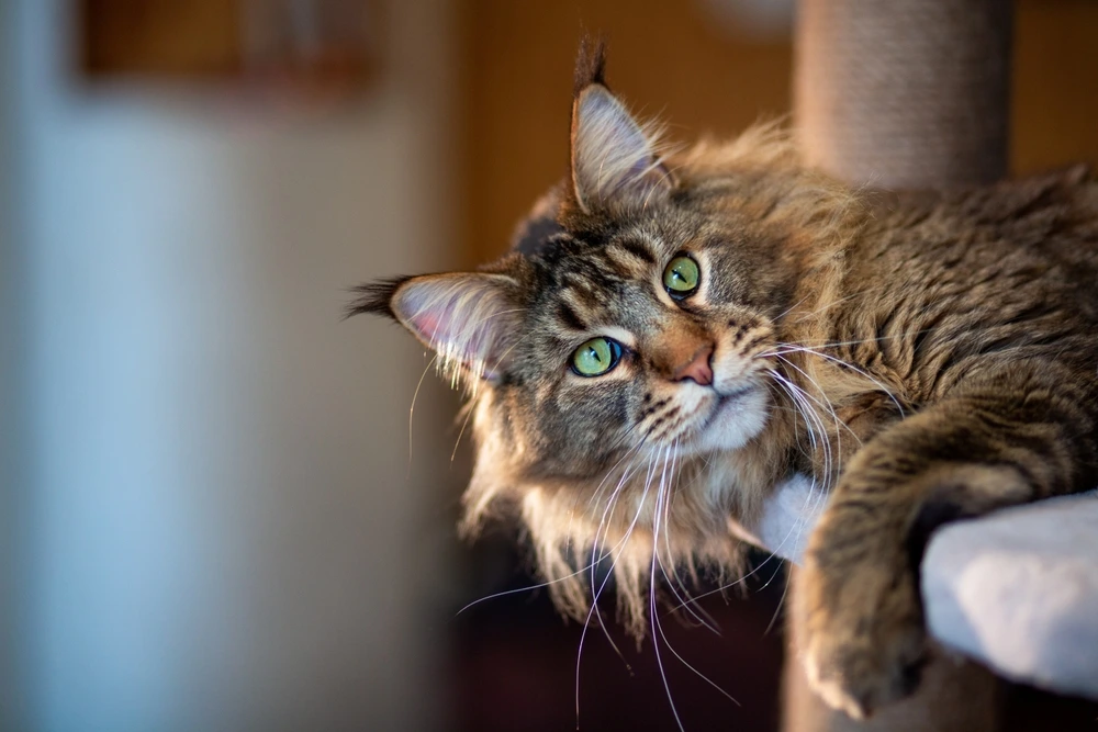 Maine Coon Tabby Mix Personality