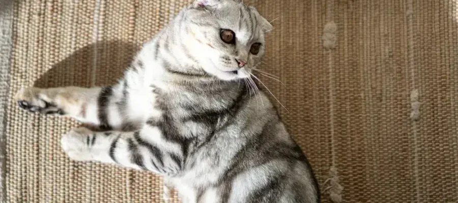 Thinking of a Scottish Fold Cat? Read This First