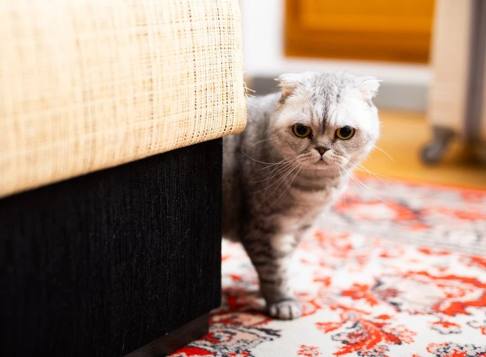 Scottish Fold Lifespan