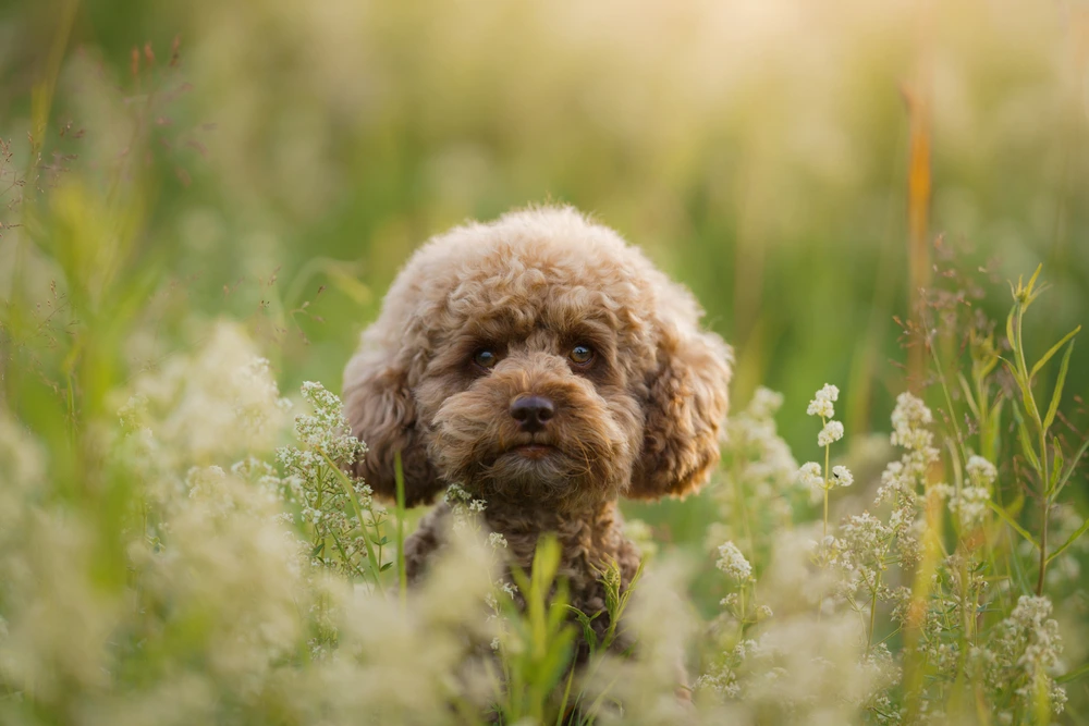 Best Poodle Mix Breeds