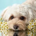 Which Hypoallergenic Dog Breeds Are Truly Allergy-Friendly? Hypoallergenic Dog Breeds