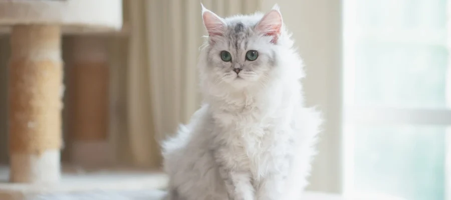 Persian Cat: Breed Profile, Personality & Care