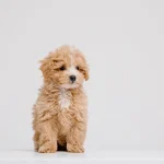 Which Poodle Mix Breeds Steal the Spotlight? Poodle Mix Breeds