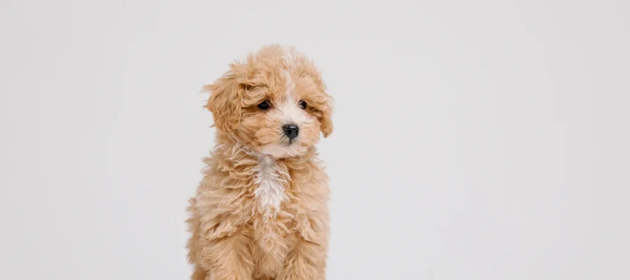 Which Poodle Mix Breeds Steal the Spotlight?