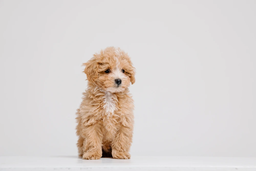 Poodle Mix Breeds