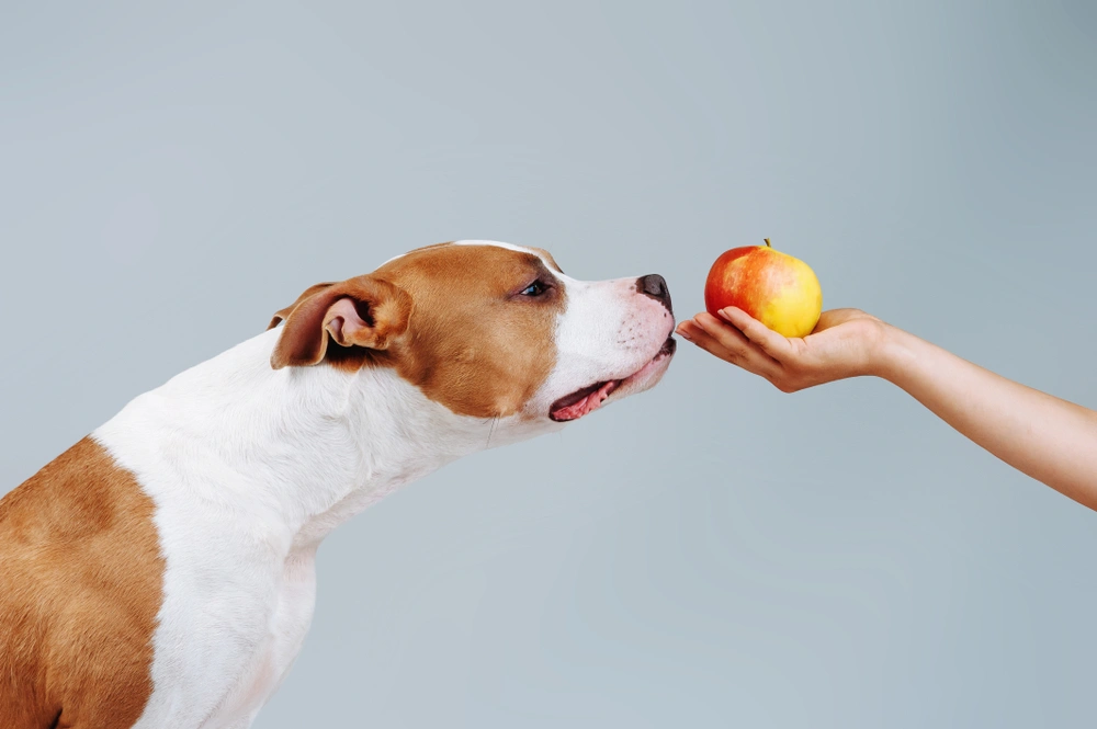 Can Dogs Eat Apples Can Dogs Eat Apples