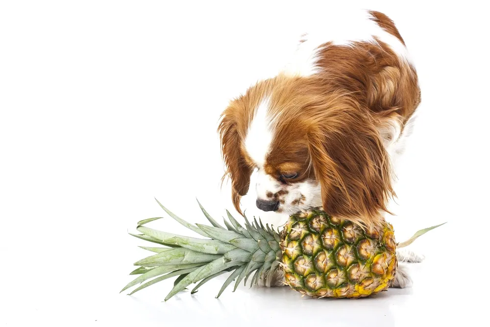 Can Dogs Eat Pineapple Skin Can Dogs Eat Pineapple Skin