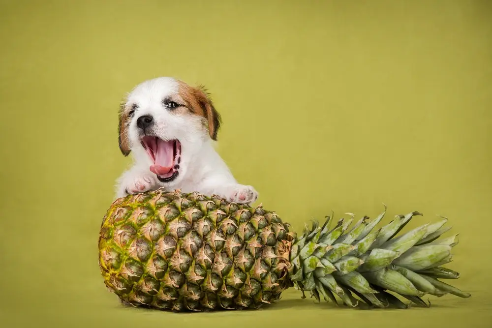Can Dogs Eat Pineapple Can Dogs Eat Pineapple