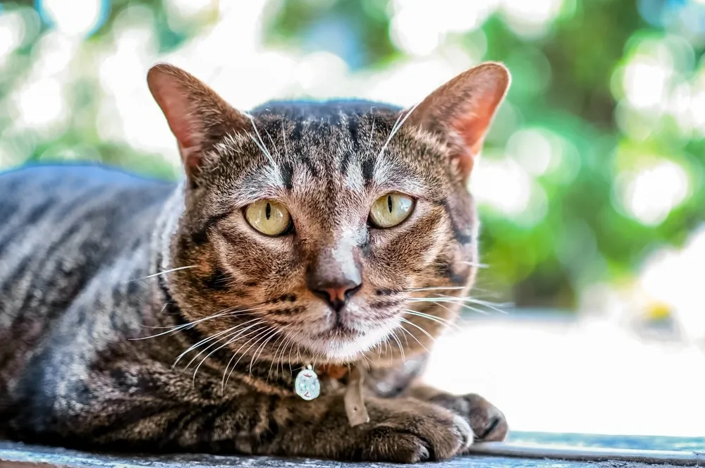 Domestic Shorthair Cat Lifespan