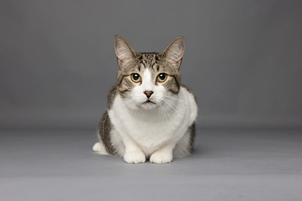 Domestic Shorthair Cat