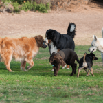 DOG SOCIALIZATION